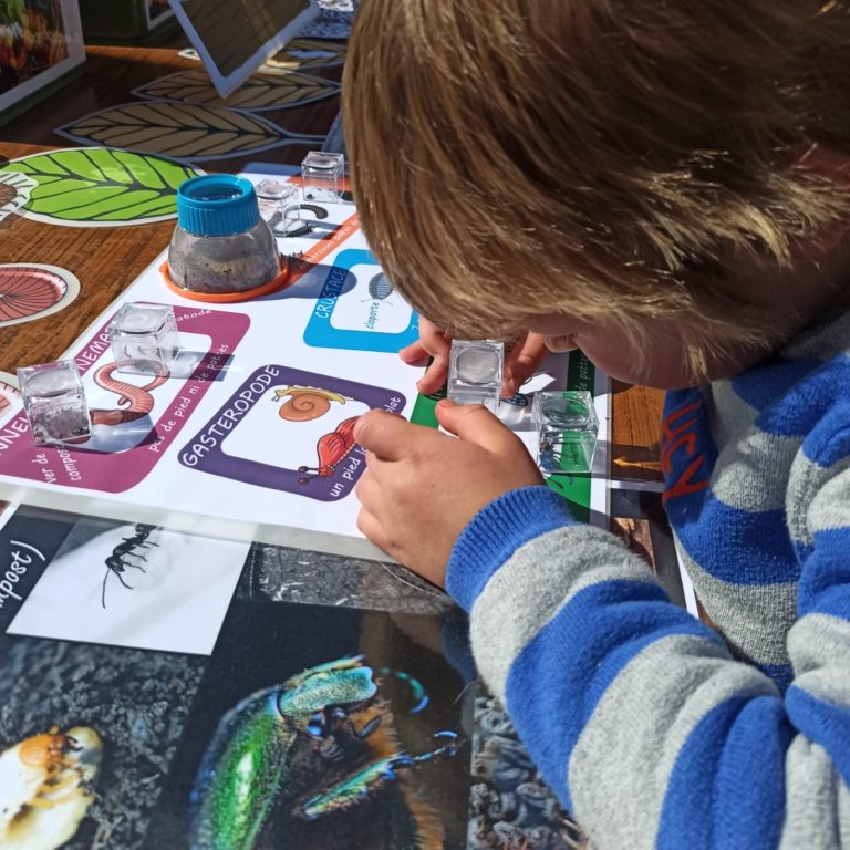 Enfant qui observe la faune du compost