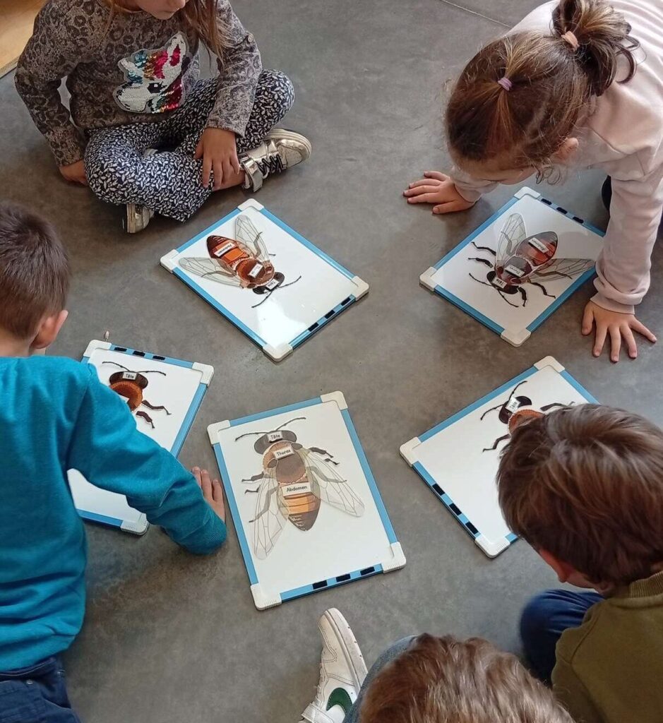 Puzzle anatomie abeille niveau élémentaire