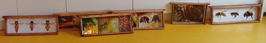 Photos sur les abeilles dans cadres de ruche
