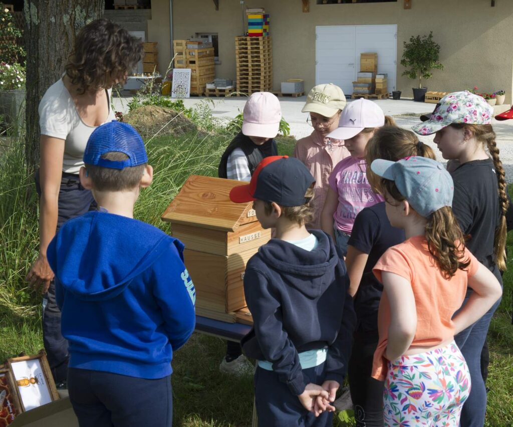 Découverte de l'organisation d'une ruche